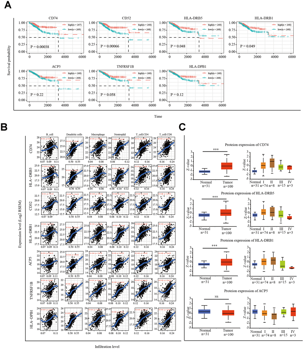 Correlation of microenvironment related prognostic genes’ expression with immune infiltration level. (A) Kaplan-Meier survival curve of 7 microenvironment related prognostic signature. (B) Immune cell infiltration analysis. A correlation coefficient of 0.3 indicates a positive correlation. (C) UALCAN website analysis CD74, HLA-DRB5, HLA-DRB1 and ACP5 protein expression. *P P P 