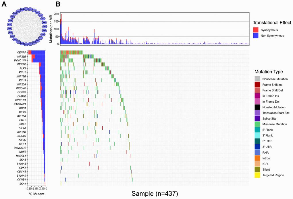 Mutational landscape of genes involved in pathways of microtubule inhibitors (MTIs) in TCGA-STAD cohort. (A) Protein-protein interaction (PPI) network of genes that significantly enriched in microtubule inhibitors (MTIs) representative gene sets. (B) Mutational landscape of node genes from PPI network showing that CENPF, KIF26B, and DYNC1H1 were highly mutated in TCGA-STAD cohort (alteration frequency ≥ 7%) by the GenVisR package. Top for somatic mutation rate of each sample, bottom left for the total mutation frequency of each gene, and bottom right for specific mutation type of each gene in each sample.