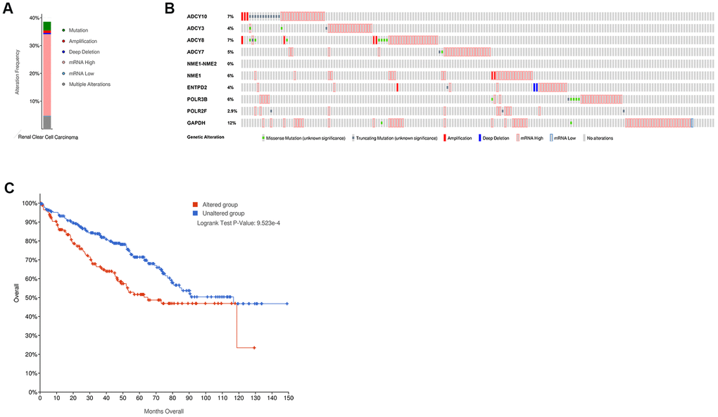 The mutation frequency of the ten hub metabolic genes in the ccRCC patients (TCGA, Firehose Legacy). (A) The overall mutation frequency of the hub metabolic genes in 446 ccRCC patients. (B) The mutation frequency of the individual hub metabolic genes in 446 ccRCC patients. (C) Kaplan–Meier survival curves show the OS of ccRCC patients with mutations in the hub metabolic genes (n=172) compared to those without mutations in the hub metabolic genes (n=274).