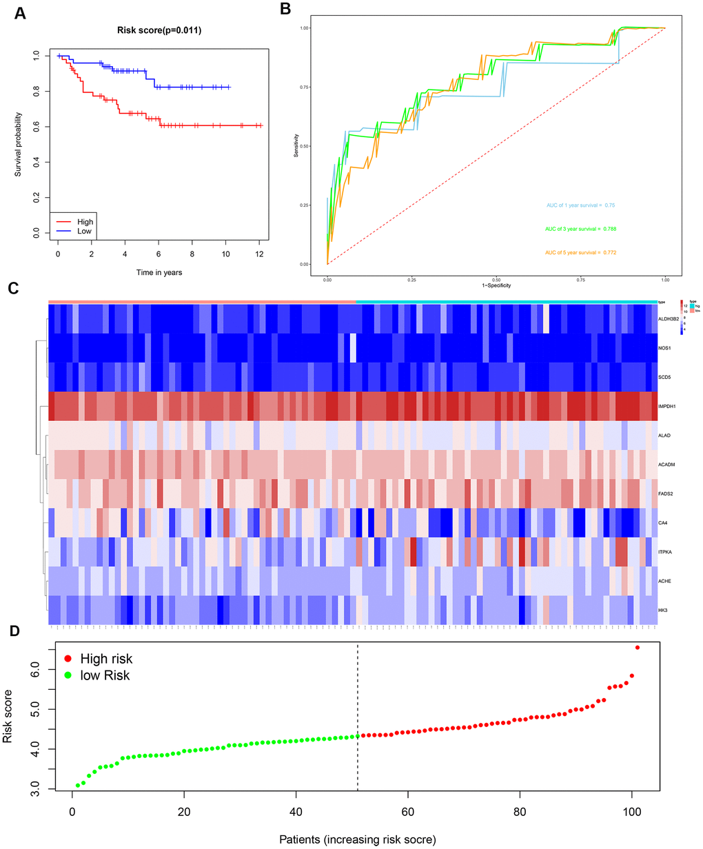 Risk score analysis of the 11 metabolic gene signature-related prognostic model in the E-MTAB-1980 cohort. (A) Kaplan-Meier survival curve analysis shows the overall survival of high- (n=50) and low-risk (n=51) ccRCC patients from the E-MTAB-1980 cohort based on the median risk score calculated using the 11 metabolic gene signature-based prognostic model. (B) Time dependent ROC curve analysis shows the prognostic performance of the 11 metabolic gene signature-based prognostic model in predicting 1-year, 3-year, and 5-year survival times of the ccRCC patients from the E-MTAB-1980 cohort. (C) Heat map shows the expression of the 11 metabolic genes in high- and low-risk ccRCC patients from the E-MTAB-1980 cohort. (D) Risk curve analysis of the 11 metabolic genes in high- and low-risk ccRCC patients from the E-MTAB-1980 cohort.