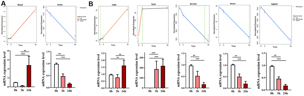 Validation of gene expression of top dynamic genes in the ConA hepatitis model mice. (A) The expression of two genes with the earliest or latest breakpoint time (Mmp3 at 3 h, and Aadac at 24 h) as determined by Trendy (upper panel) were verified by qRT-PCR analysis (bottom panel) of the liver tissues from the in vivo ConA-treated hepatitis model mice. (B) qRT-PCR results show the mRNA levels of the top 5 dynamic genes (Cd63, Saa3, Slc10a1, Nrxn1, Ugt2a3) in the liver tissues of the ConA-liver injury model mice at 0h, 3h, and 24 h respectively. All data are shown as means ± SEM (n = 5 per group). * p p p 