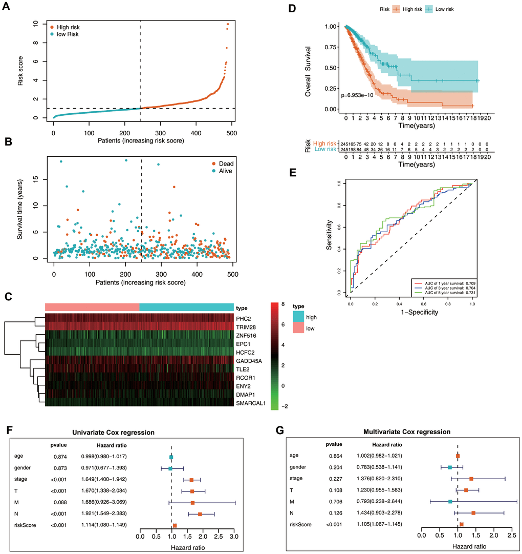 Prognostic value of the epigenetic signature using the training set. (A) Rankings for the risk signature and group distribution. (B) Survival status of patients in the low- and high-risk groups. (C) Heatmap of the gene-expression profiles. (D) Patients in the high-risk group demonstrated poor OS. (E) ROC curve showing the prognostic significance of the risk signature. (F) Univariate and (G) multivariate Cox regression analyses of discrete clinical factors.