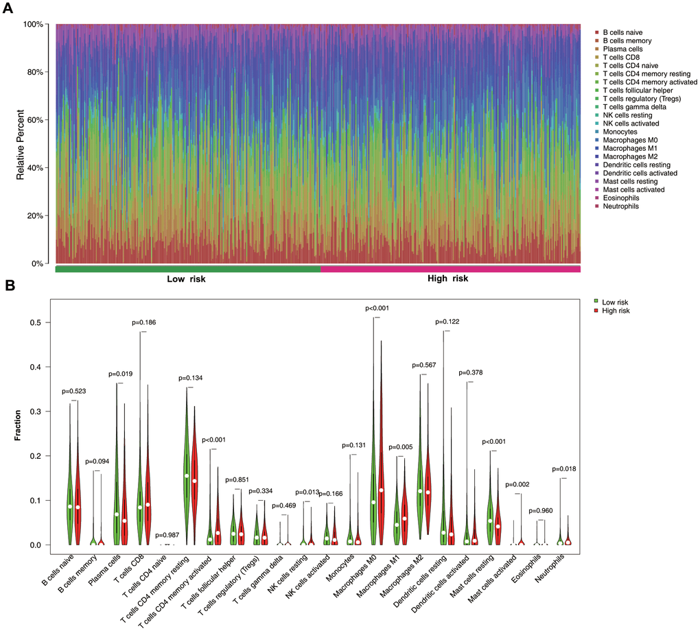 Immune-cell distribution between low- and high-risk groups. (A) Relative proportion of immune cells between two groups. (B) Violin plots immune-cell distribution between groups.