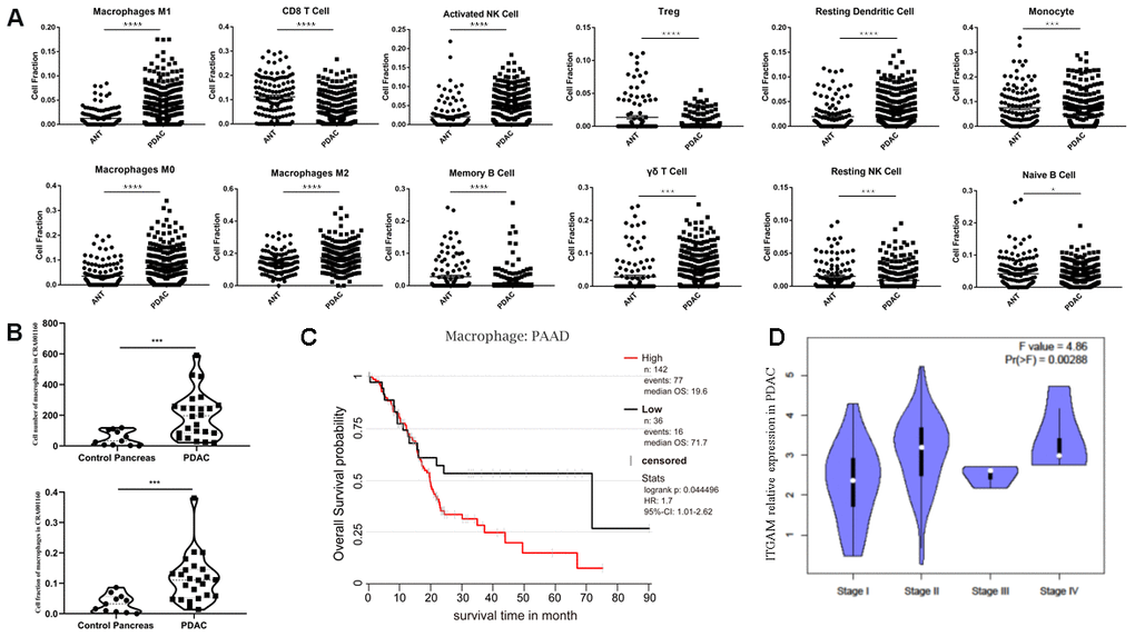 Immune infiltration analysis of ANT and PDAC by integrating datasets. (A) Immune infiltration analysis of ANT and PDAC by integrating five datasets including GSE15471, GSE16515, GSE28735, GSE62165, and GSE62452. (B) Cell number (upper) and cell fraction (lower) of macrophages in PDAC and normal pancreas according to the single-cell sequence dataset CRA001160. (C) Survival analysis of PAAD patients as influenced by the number of macrophages. (D) Violin plot of ITGAM expression in different stages of PDAC in patients from TCGA.