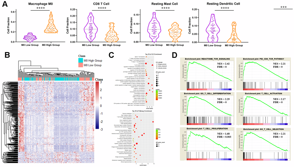 The ratio of immune cells and gene expression and pathway patterns as a consequence of M0 macrophage numbers in PDAC. (A) Numbers of immune cells in the M0-high group and M0-low group in PDAC according to TCGA data. ***: pB) Heatmap of the gene expression patterns of the M0-high group and the M0-low group in PDAC. (C) GO (upper) and KEGG (lower) pathway enrichment analyses of DEGs between the M0-high group and the M0-low group. (D) GSEA between the M0-high group and the M0-low group.