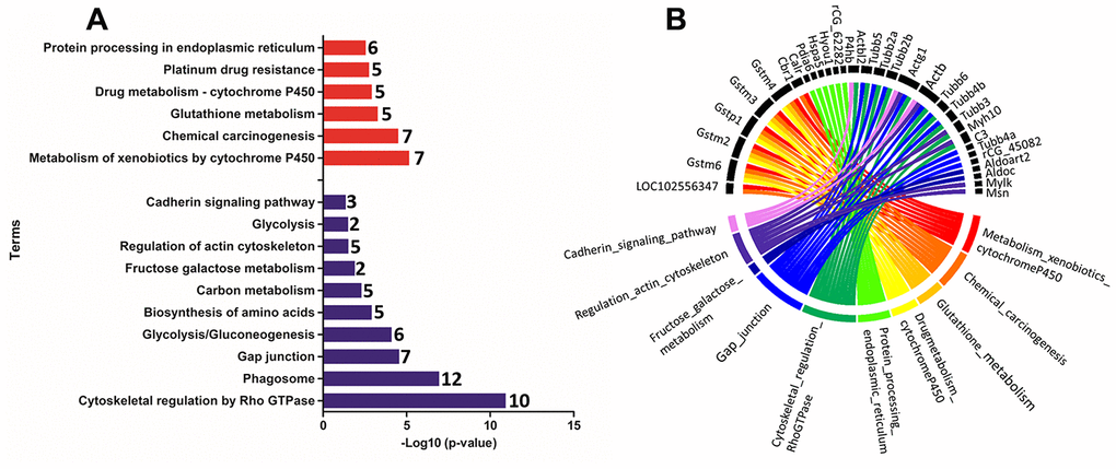 (A) Ontological enrichment of upregulated (red) and downregulated (blue) proteins on PND 540 using the KOBAs 3.0 tool. All data were expressed as -Log10 (p-value). (B) The Circus plot graphic identifying the top 10 enriched terms and the DEP associated with each term.