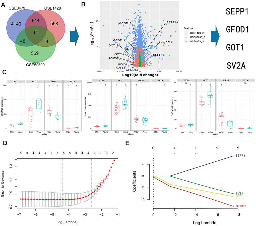 A Veen diagram showing intersection of mRNAs expression profiles in GSE8479, GSE1428, and GSE52699 datasets. (A) Multi-volcano plot of DEMs in GSE8479, GSE1428, and GSE52699 datasets. (B, C) Association between the expression of DEMs (SEPP1, SV2A, GOT1 and GFOD1) in the indicated datasets. * P D) DE-miRNAs selection using LASSO regression model. The selection of the optimal parameters (lambda) in the LASSO model uses the minimum criterion of 5-fold cross-validation. The dashed line was drawn at the best value using the minimum criterion and 1se (standard error) of the minimum criterion. (E) LASSO coefficient profiles of the 4 features. Generation of coefficient outline based on the log (lambda) sequence, where the optimal lambda acquires the characteristics of the 4 non-zero coefficients.