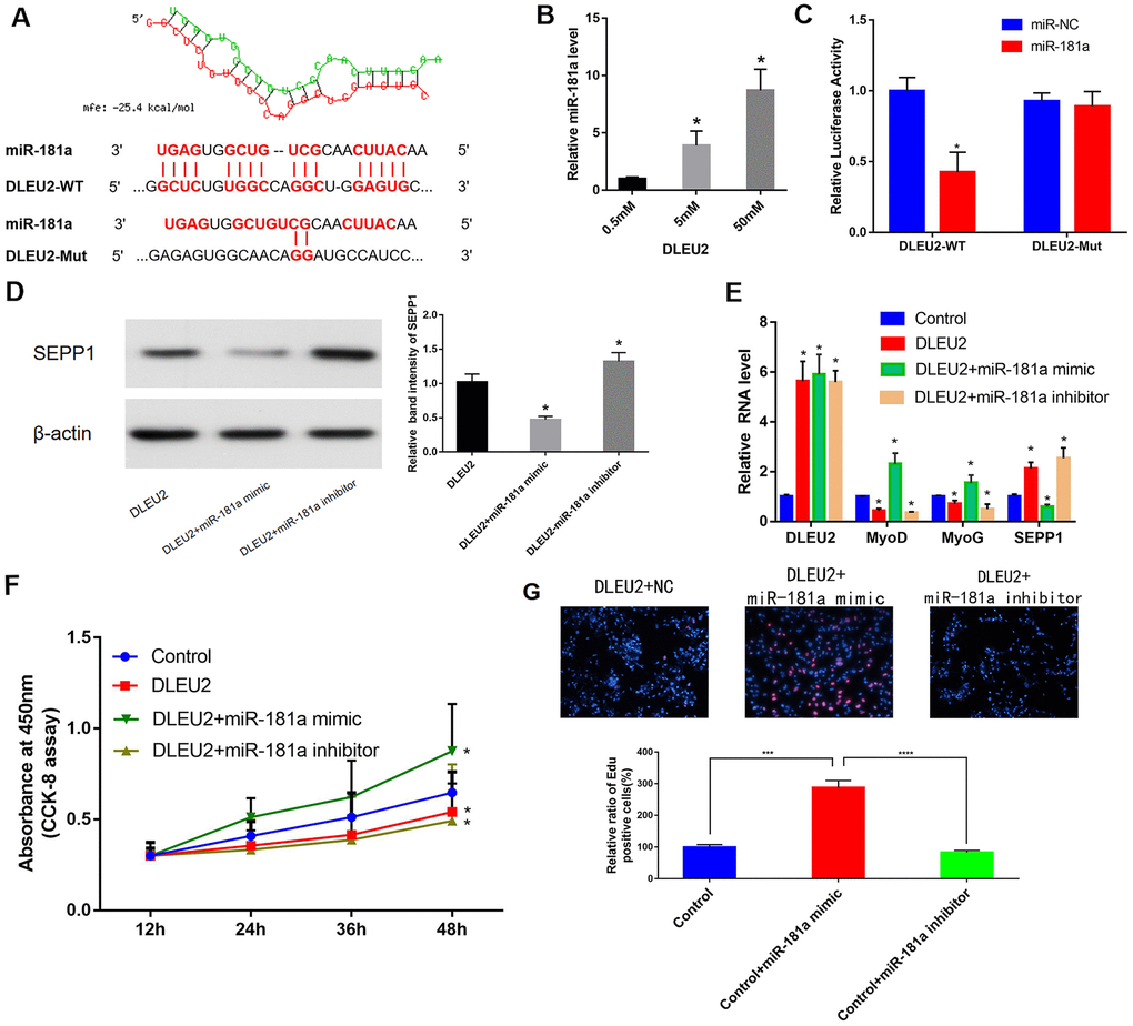 (A) Bioinformatics prediction of miR-181a as the target miRNA of DLEU2 using RNAhybrid 2.12. MFE: Minimum free energy. (B) C2C12 cells were transfected with different doses of biotin-labeled DLEU2. Results of pull-down experiments for miR-181a and real-time PCR assay results are shown. And biotinylated DLEU2 pulled down some miR-181a in C2C12 cells. * P C) Determination of miR-181a regulation by DLEU2 by Luciferase reporter assays. * P D,E) Real-time PCR and Western blot results showing mRNA and protein expression of SEPP1, MyoD and MyoG in C2C12 cells co-transfected with mir-181a mimic or mir-181a inhibitor following DLEU2 overexpression. Data are presented as mean ± SD. U6 small nuclear RNA served as the internal control for lncRNA and miRNA. GAPDH mRNA was used as the control mRNA. (F) Effect of DLEU2 overexpression on the proliferation of C2C12 cells. Impact of miR-181a inhibitor and miR-181a mimic of cell proliferation. (G) Cells transfected with DLEU2 and treated with the miR-181a inhibitor showed a significant decrease in the level of proliferation, whereas cells treated with the miR-181a mimic showed increased proliferation. Quantification of relative ratio of Edu+ C2C12 cells. Data are shown as the mean ± S.D. (n = 3). *** p 