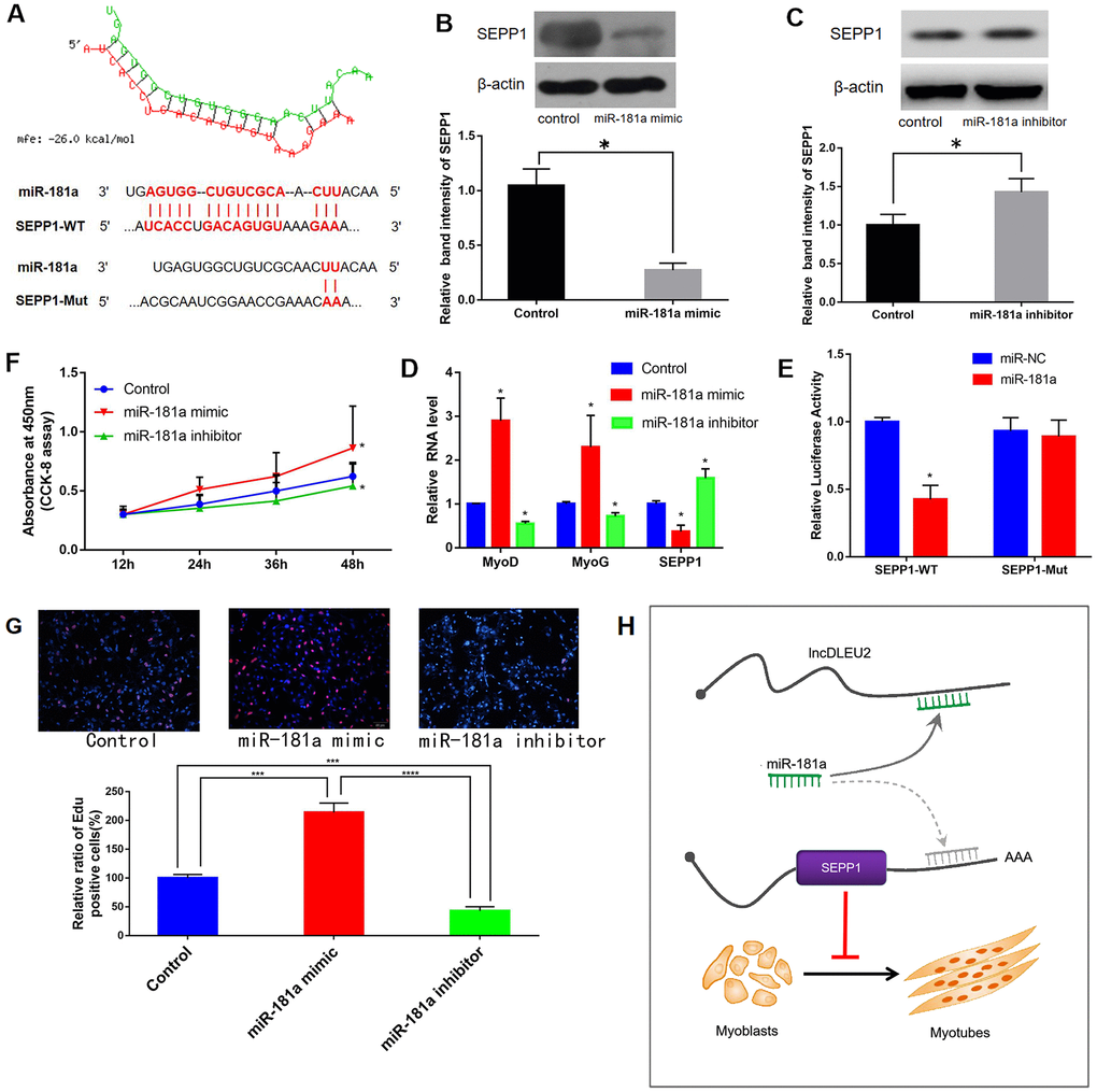 (A) Bioinformatic prediction of binding site of miR-181a on DLEU2. (B, C) Protein expression of SEPP1 in C2C12 cells transfected with miR-181a inhibitor or miR-181a mimic as determined by Western blot assay. * P D) Gene expression of SEPP1, MyoD and MyoG in C2C12 cells transfected with miR-181a inhibitor or miR-181a mimic as determined by RT-PCR assay. *P E) Analysis of miR-181a regulation by SEPP1 using Luciferase reporter assays. *P F) Effect of DLEU2 overexpression, miR-181a inhibitor and miR-181a mimic on the proliferation of C2C12 cells. (G) C2C12 myoblasts were treated with miR-181mimic or miR-181inhibitor. Cells were stained with Edu. Quantification of relative ratio of Edu+ C2C12 cells. Data are presented as the mean ± S.D. (n = 3). ***pH) A model showing the inhibitory effect of lncDLEU2-miR-181a-SEPP1 pathway in muscle differentiation and proliferation. LncRNA DLEU2 as a miR-181a sponge regulates SEPP1 expression and inhibits muscle differentiation and regeneration.