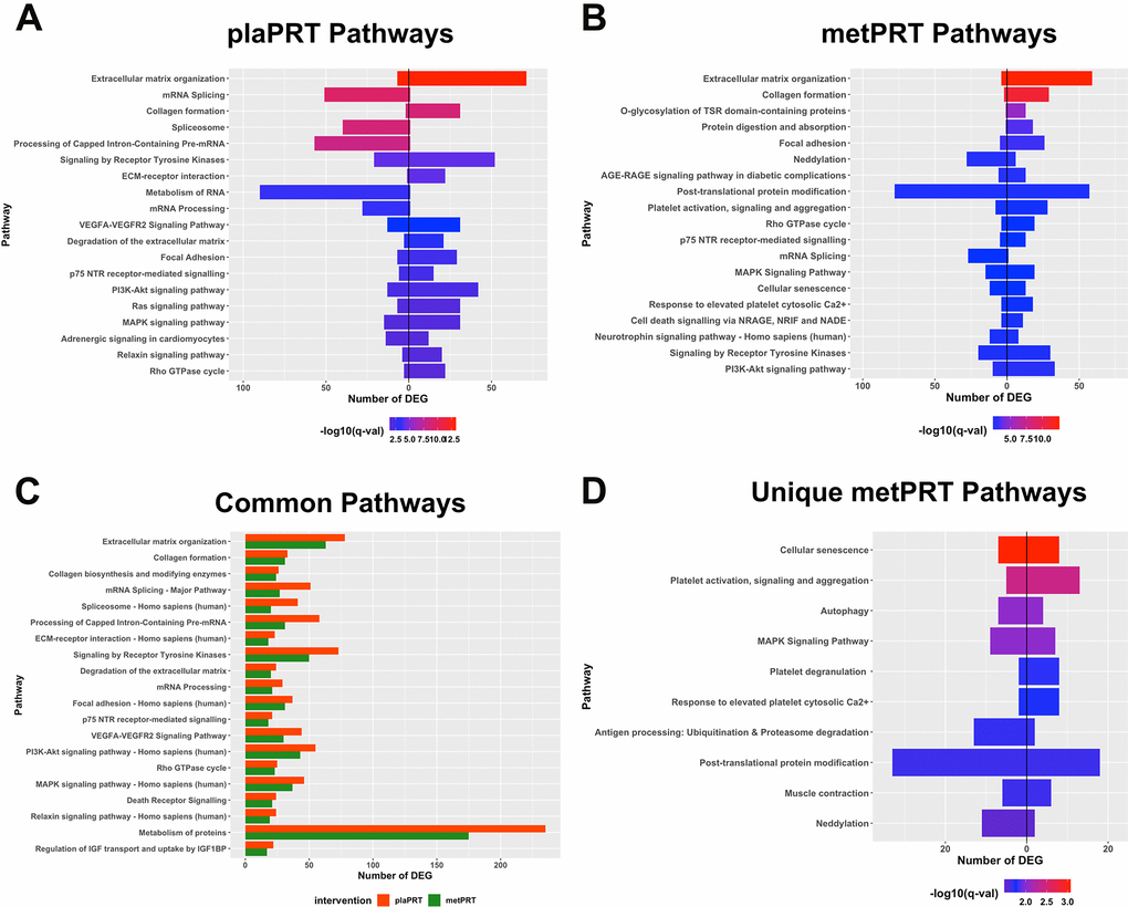 Pathway overrepresentation analyses on differentially expressed genes (DEG). (A) Pathways overrepresented in plaPRT-induced DEG with the length of the bar representing the number of DEG (upregulated genes to the right and downregulated genes to the left); (B) Pathways overrepresented in metPRT-induced DEG; (C) Common pathways overrepresented between the plaPRT (orange) and metPRT (green) groups; (D) Pathways overrepresented in the 517 DEG within the metPRT group that do not overlap with the DEG for the plaPRT group.