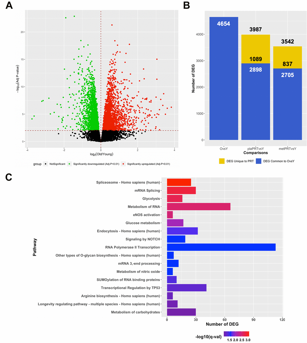 PRT reverts aging transcriptome towards that of young resting muscle and the effects of metformin are additive. (A) Volcano plot of 4654 DEG (q-value B) Number of DEG observed when comparing young baseline skeletal muscle to old baseline skeletal muscle (4654 DEG) and young baseline to old 16 weeks with either plaPRT (3987 DEG) or metPRT (3542 DEG). Dark blue represents DEG common to throughout all time points and yellow represents those unique to week 16 time point in either plaPRT or metPRT; (C) Pathways overrepresented from those genes common to both groups following 14-weeks of PRT that were no different from young.