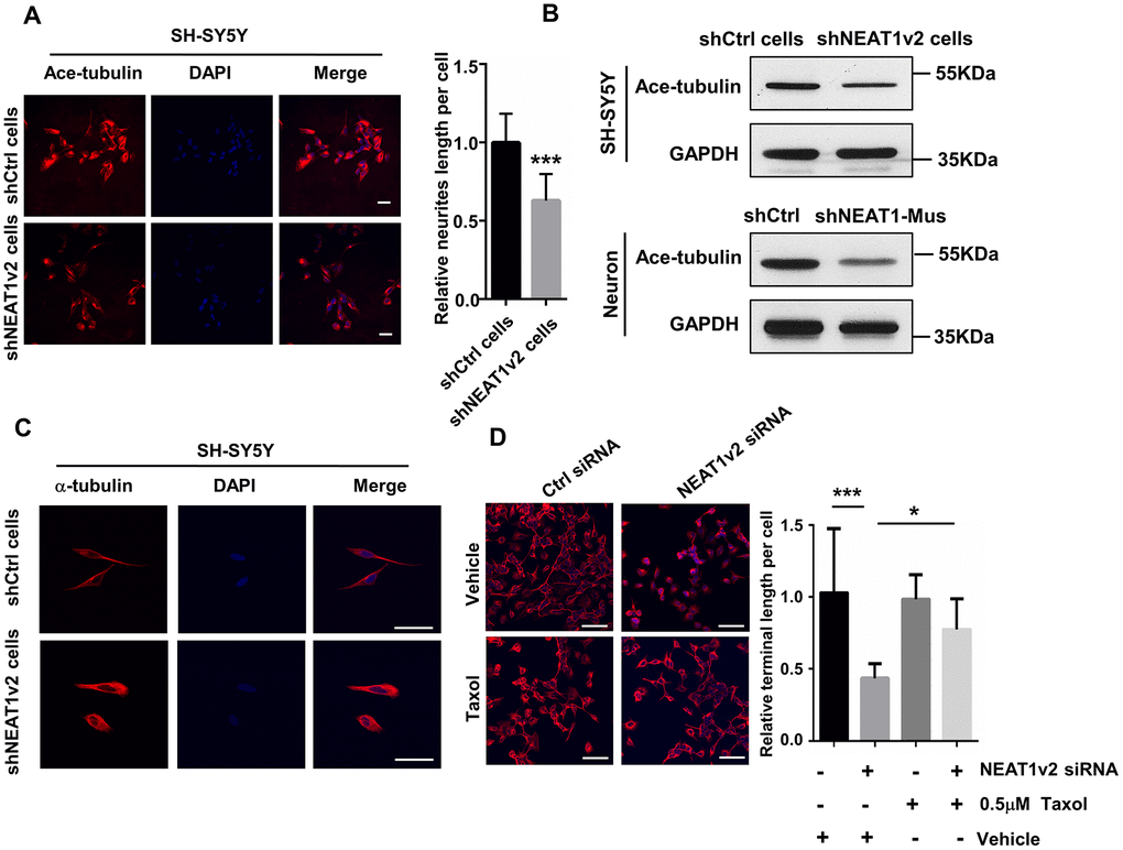 NEAT1 silencing induces de-polymerization of microtubules (MTs). (A) Immunofluorescence staining of Ace-tubulin (red) in shNEAT1v2 cells and shCtrl cells. Scale bars, 20μm. (B) Western blot analysis for acetylated tubulin expression in shNEAT1v2 cells and shCtrl cells as well as neurons. (C) Immunofluorescence analysis of α-tubulin (red) in shNEAT1v2 cells and shCtrl cells in microscope high power fields. Scale bars, 50μm. (D) NEAT1 siRNA and control siRNA transiently transfected SH-SY5Y cells were treated with 0.5μM taxol for 72 hours. And then immunostained with α-tubulin (red). DAPI (blue) was used to stain the nuclei. Scale bars, 100μm. Image J software was used to analyze the cell dendritic length (mean ± s.d, *P P P t test).