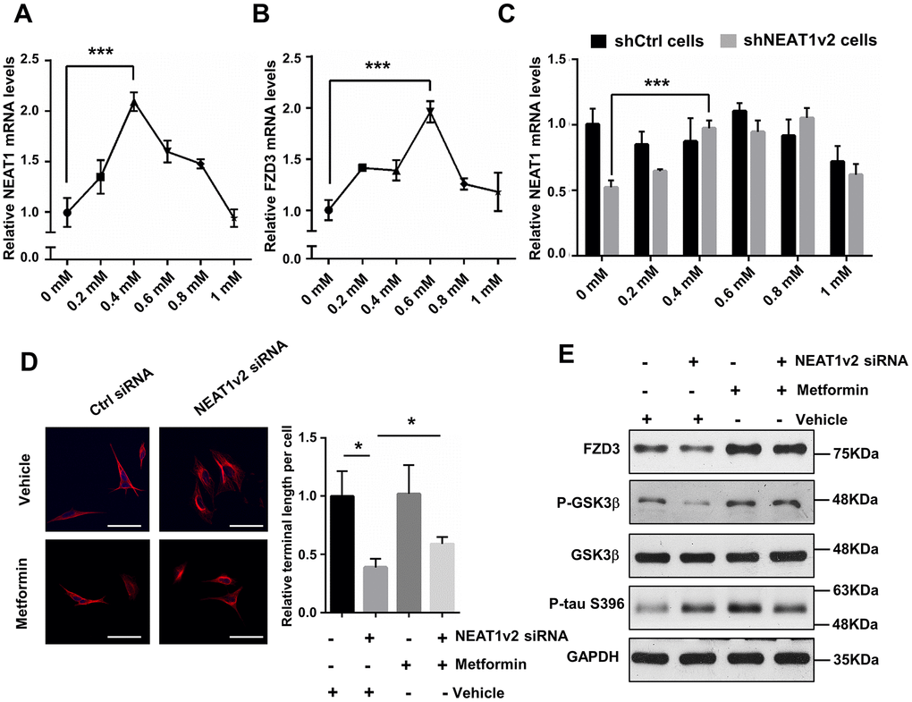 Metformin alleviates the depolymerization of MTs and neurites retraction by increasing NEAT1. (A, B) Quantitative PCR analysis of NEAT1 and FZD3 expression of 0 to 1mM metformin treatment on SH-SY5Y cells for 48h. (C) The NEAT1 expression was detected in shNEAT1v2 cells and shCtrl cells after treated with 0 to 1mM metformin. (D) The NEAT1v2 siRNA and Ctrl siRNA transfected SH-SY5Y cells were treated with 0.4mM metformin. Immunofluorescence staining were detected with antibody against α-tubulin(red) and subjected to confocal microscopy analysis. DAPI (blue) was used to stain the nuclei. Scale bars 50μm. Image J software was used to count the cell length. (E) Protein levels of FZD3, P-GSK3β, GSK3β, p-tau(ser396) and GAPDH were detected by immunoblotting after 48h treatment of 0.4mM metformin in NEAT1v2 siRNA and Ctrl siRNA transfected SH-SY5Y cells. (mean ± s.d, *P t test).