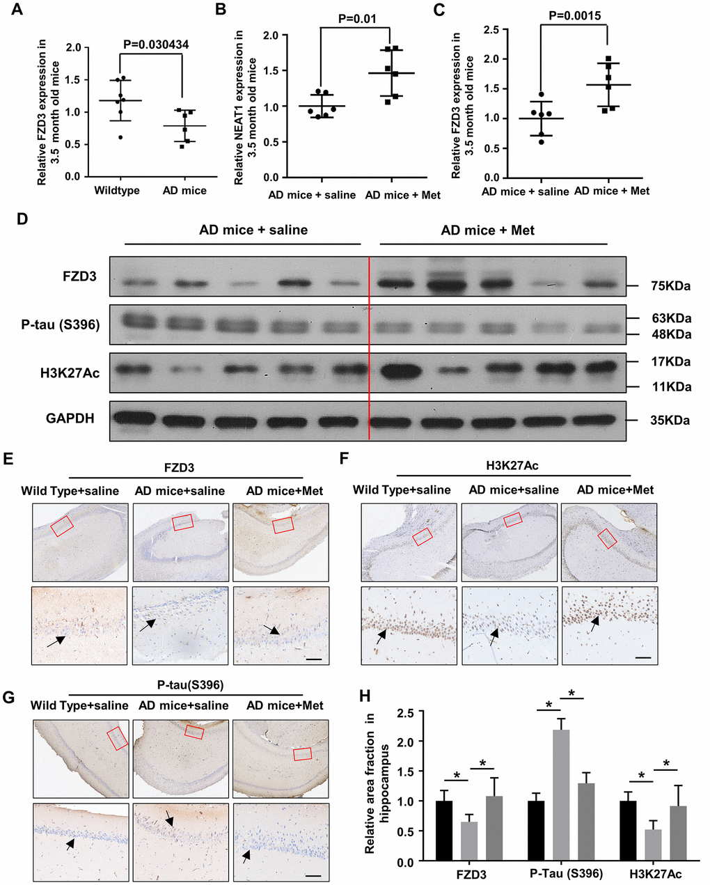 Metformin abandon tau hyper-phosphorylation in hippocampi of younger APPswe/PS1dE9 double transgenic mice. (A) FZD3 mRNA level in the hippocampi of 3.5-month-old AD mice (n=6) and Wild Type (n=7). (B, C) Quantitative PCR analysis of NEAT1 and FZD3 expression in the hippocampi of vehicle (n=6) and metformin (MET) administrated (n=6) AD mice for 6 weeks. (D) Protein levels of P-tau(S396), FZD3 and H3K27Ac were determined by immunoblotting in the hippocampi of vehicle and metformin intragastric administrated AD mice. (E–G) The hippocampi of differently administrated AD mice as well as Wild Type were immunohistochemically stained with H3K27Ac, FZD3 and P-tau(S396), Scale bars 50μm. (H) Quantification of the relative area fraction occupied by immunostaining of H3K27Ac, FZD3 and P-tau(S396) in CA1 region of hippocampi were analyzed by Image J. (mean ± s.d, *P t test).