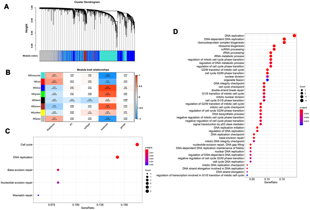 Functional role of multigene risk score (MGRS). Weighted gene co-expression network analysis: (A) Clustering dendrogram of genes and modules; (B) Correlation between gene modules and MGRS, clinical factors. The module marked in red had the highest correlation with MGRS; (C, D) Gene ontology (GO) and KEGG pathway analysis of the genes in the highly-correlated module.