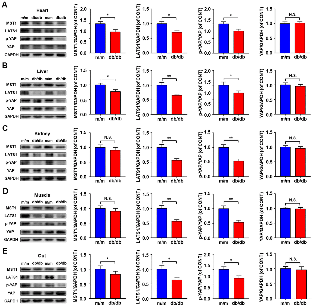 Hippo signaling levels in peripheral tissues between db/db and m/m mice. MST1, LATS1, p-YAP/YAP ratio, and YAP in the heart (A), liver (B), kidney (C), muscle (D), and gut (E). Data are shown as mean ± SEM (n = 6). *P P P 