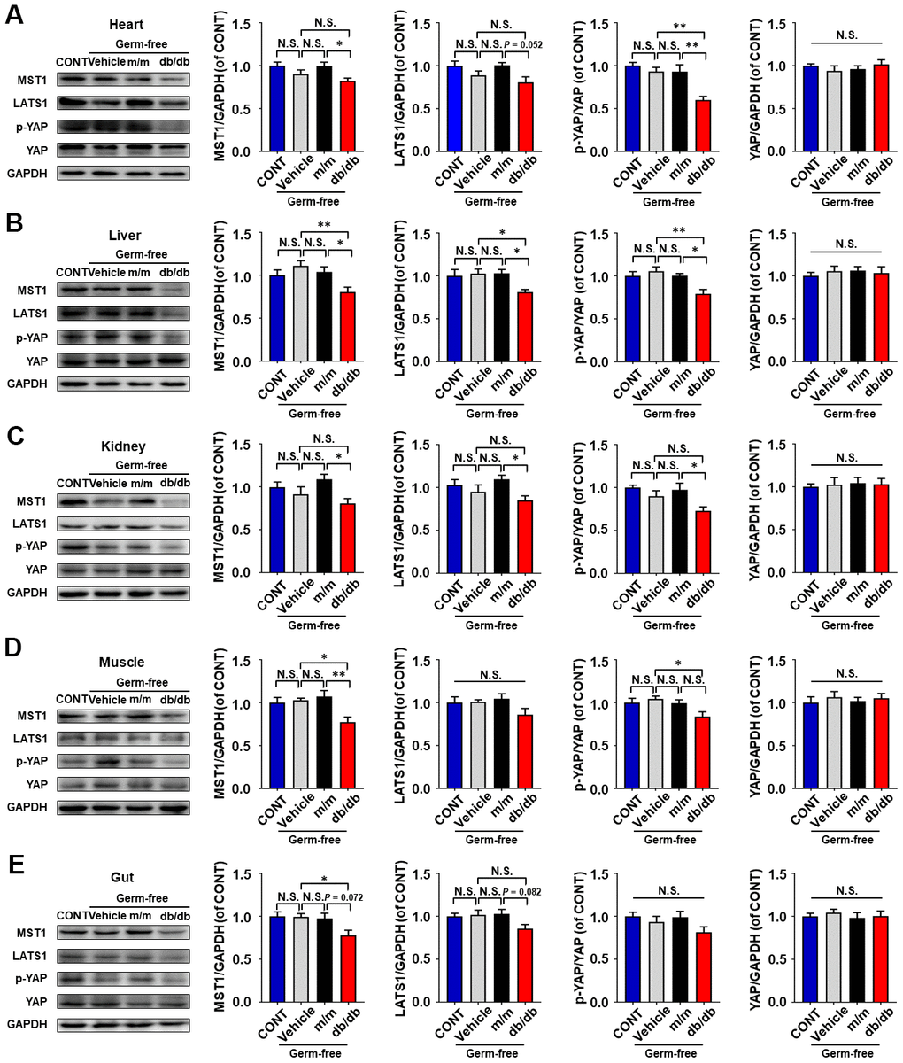 Hippo signaling levels in peripheral tissues after fecal transplantation among pseudo germ-free mice. (A) MST1, p-YAP/YAP ratio, and YAP in the heart. Also shown are MST, LATS1, p-YAP/YAP ratio, and YAP in the liver (B), kidney (C), muscle. (D), and gut (E). Data are shown as mean ± SEM (n = 7). *P P P 