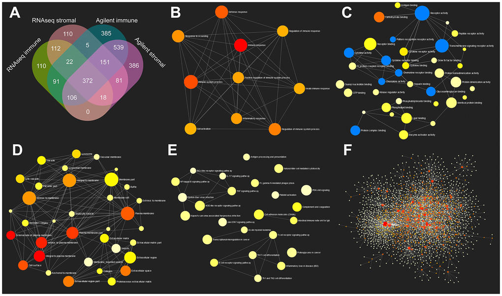 GO and KEGG pathway enrichment network analysis of TME related genes. (A) Venn diagram analysis of DEGs based on immune or stromal scores. (B–E) GO (biological process, molecular function and cellular component) and KEGG pathway enrichment network analysis of 372 commonly upregulated genes in TME. (F) Protein-protein interaction network of 372 TME related genes.