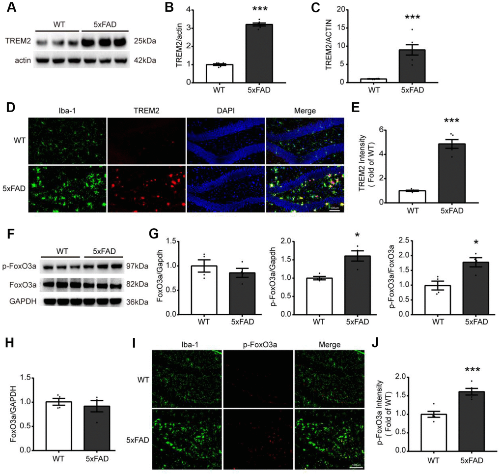 The expression and localization of TREM2 and FoxO3a in the hippocampus in 5xFAD mice. (A, B) Western blot bands and its quantificational analysis of TREM2 (n=6), respectively. (F, G) Western blot bands and its quantificational analysis of FoxO3a (n=4), respectively. In which, p-FoxO3a was normalized to total FoxO3a expression and total FoxO3a was normalized to GAPDH. (C, H) The mRNA levels of TREM2 (n=6) and FoxO3a (n=4) were measured by RT-PCR in the hippocampus. (D, I) Brain sections were doubly stained with Iba-1 (green) Ab for microglia and TREM2 Ab (red) or p-FoxO3a Ab (red) in the hippocampus from 5xFAD and WT mice at 7 months old. (E, J) Quantificational analysis of the expression of TREM2 and p-FoxO3a, respectively, which were matched with Fig D and Fig I (n=5), respectively. Original magnification, 20x; Scale bar=100 μm. * P