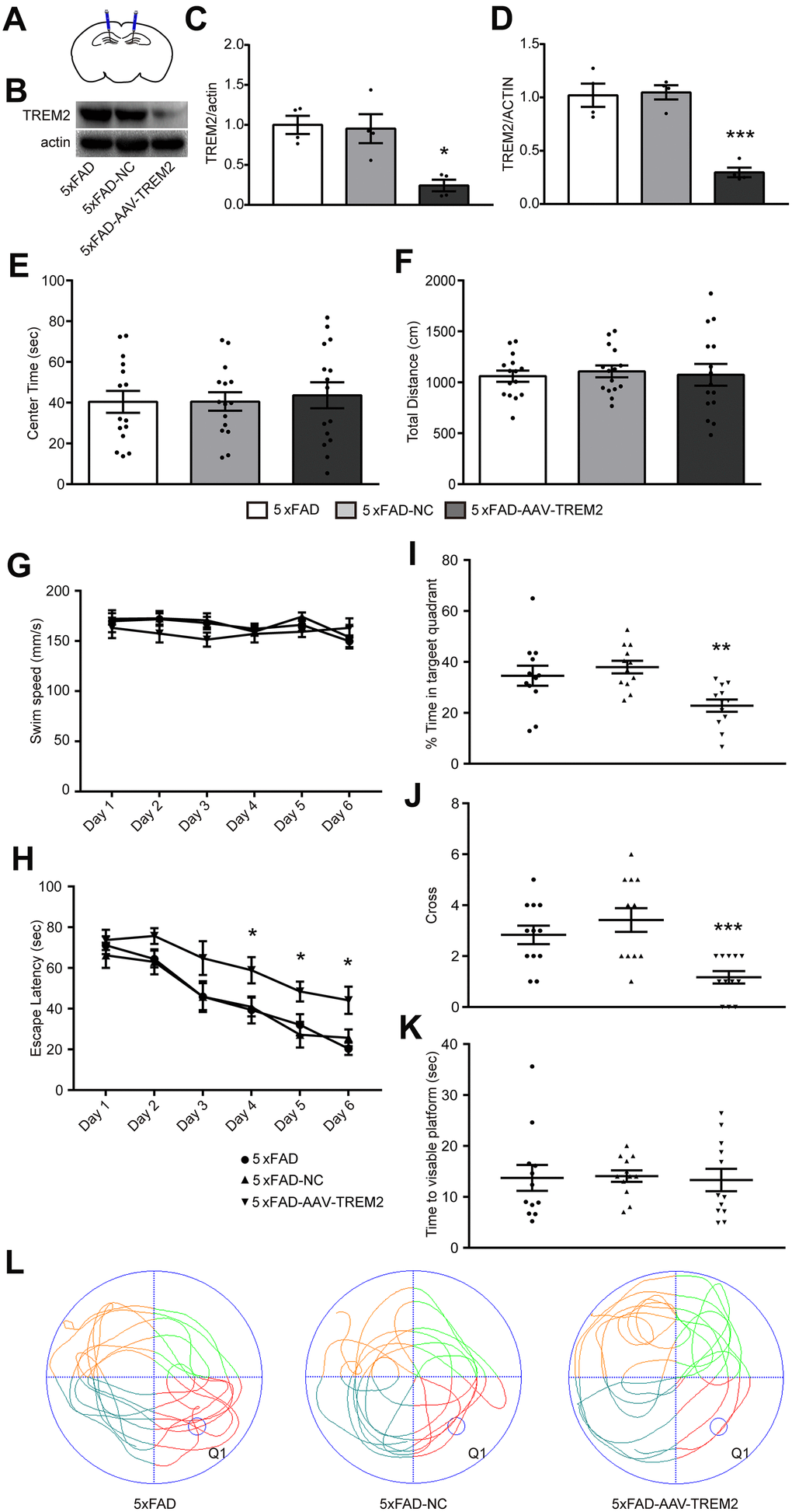 TREM2 defect aggravated cognitive and memory function in 5xFAD mice. (A) Schematic diagram of mouse brain hippocampal injection of AAV-TREM2 or control AAV. (B, C) western blot bands (B) and its quantificational analysis (C) of TREM2 in each groups (n=4). (D) Quantificational analysis of TREM2 mRNA by RT-PCR. (E, F) Total distance and center times were examined in open field test. (G, H) Swim speed and escape latency were recorded in training days. (I, J) Time percentage in target quadrant per group (I) and cross times (J) were recorded during the probe test. (K) Time to visible platform was examined in cued test. (L) Representative runs of three groups of mice in the probe test in MWM. Q1 was the target quadrant where the platform was located in the training days. Statistical difference was performed by two-way ANOVA and one-way ANOVA. * P