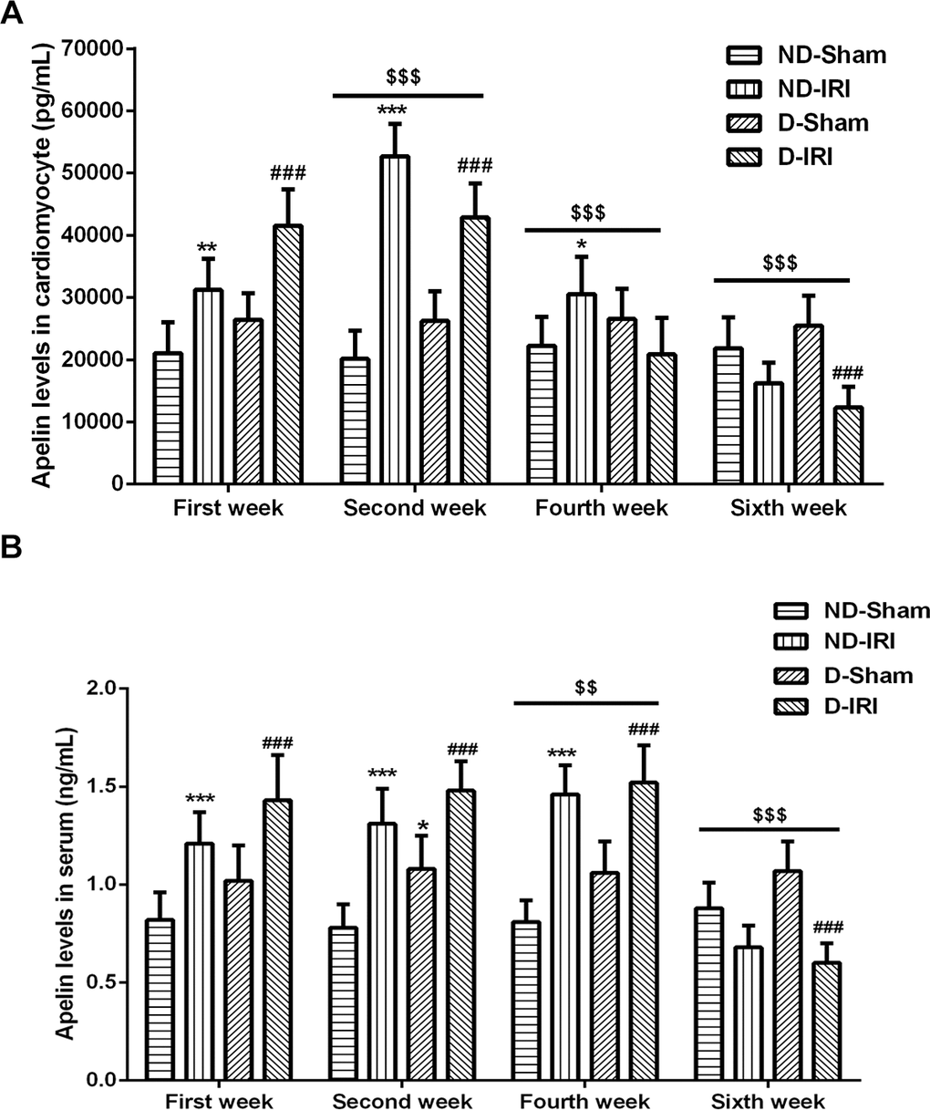 Evaluation for the levels of Apelin in diabetic- or no diabetic IRI rats. The levels of Apelin in both cardiomyocyte (A) and serum (B) were evaluated by ELISA kit. * P**P***P### P$$$P