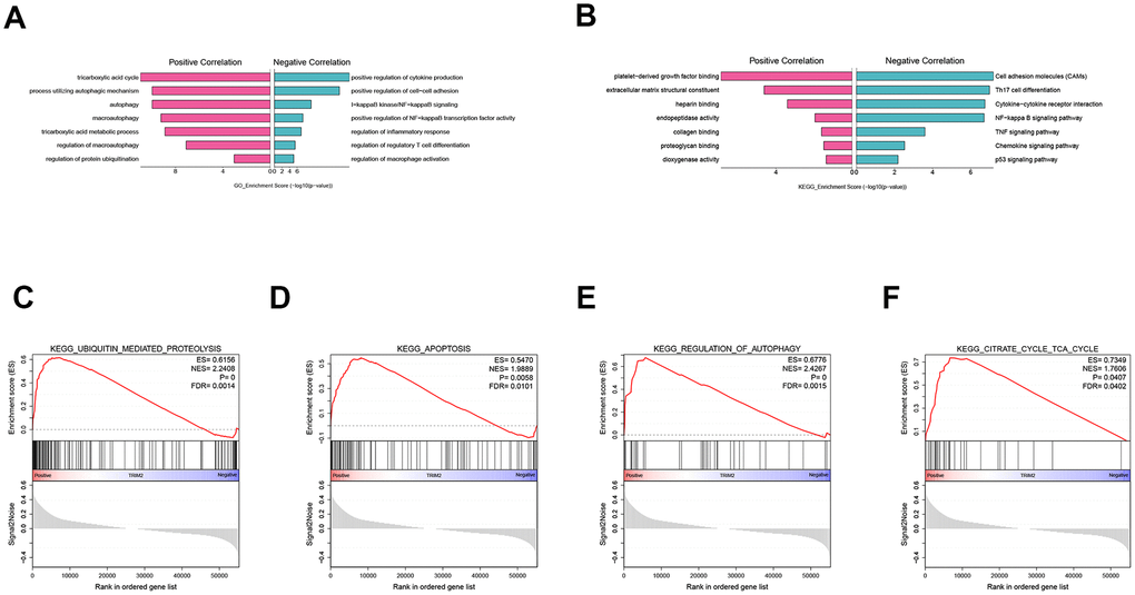 GO, KEGG analysis of TRIM2 co-expressed genes and GSEA analysis. (A) GO. (B) KEGG. (C) KEGG