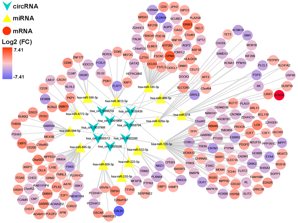 A circRNA/miRNA/mRNA regulatory network. The network consists of eight circRNAs, 14 miRNAs, and 201 mRNAs. CircRNAs, miRNAs, and mRNAs are respectively represented by rounded rectangles, diamonds, and ellipses. Their volumes and colors are determined by fold changes.