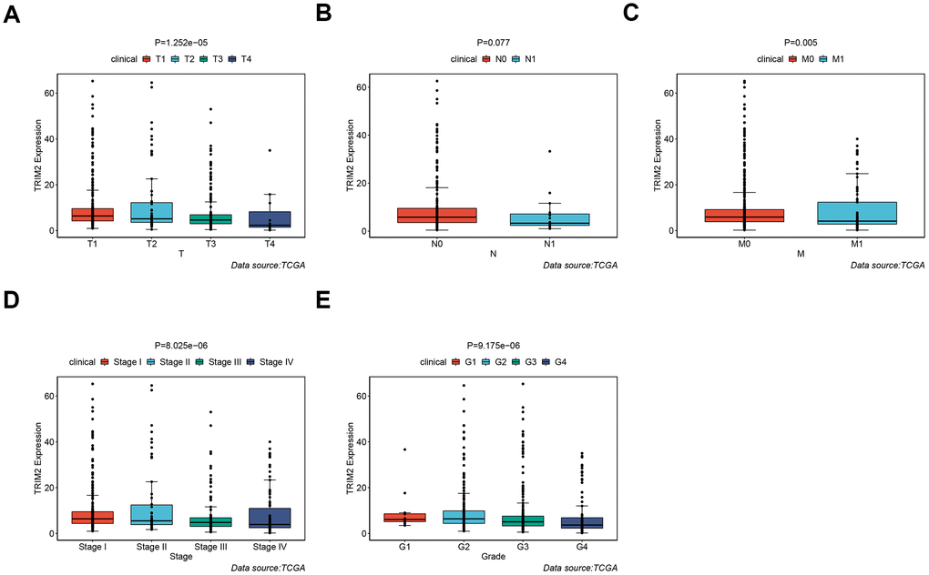 The different expression of TRIM2 in clinical TNM stage, pathological stage and grade of patients with TCGA KIRC. (A) T stage. (B) N stage. (C) M stage. (D) Pathological stage. (E) Pathological grade.