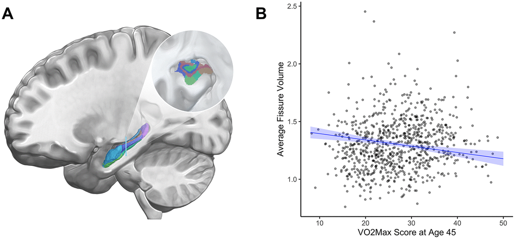 Hippocampal fissure volume (cm3) and cardiovascular fitness (mL/min/Kg) at age 45. (A) The hippocampal formation, which supports episodic memory and cognition, is comprised of multiple subregions (inset) that follow independent aging trajectories [47]. The hippocampal fissure is an interstitial space separating two of these subregions, the dentate gyrus and the subiculum. (B) Graph showing the correlation between average hippocampal fissure volume (cm3, y-axis) and VO2Max (mL/min/kg; x-axis). Study members with higher cardiovascular fitness at age 45 had smaller mean volume of the hippocampal fissure (β = -0.18, 95% CI = -0.26 to -0.09, p3 = centimeters cubed; mL/min/kg = milliliters per minute per kilogram; VO2Max = volume of maximum oxygen uptake; β = standardized coefficient; CI = confidence interval.