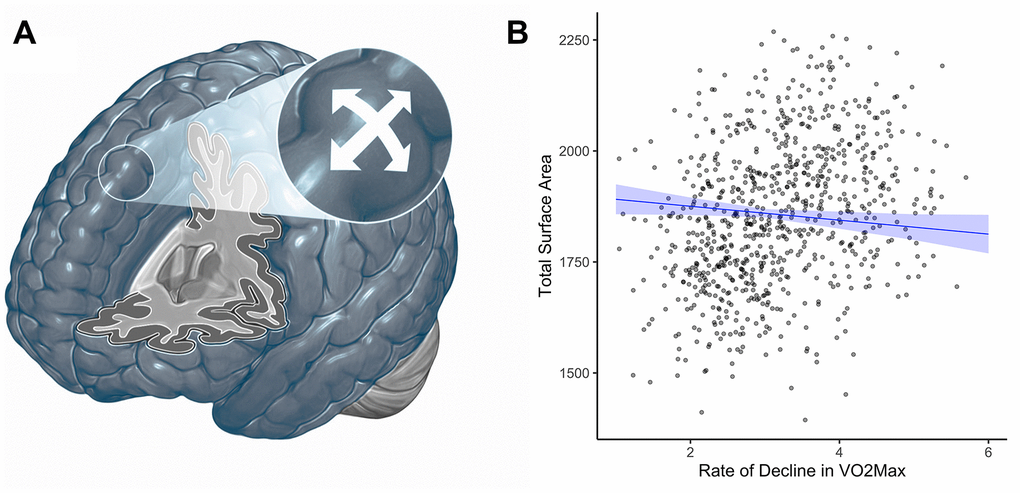 Cortical surface area (cm2) at age 45 and rate of decline in VO2Max scores (mL/min/Kg) from age 26 to 45. (A) Surface area. (B) Graph showing the correlation between total surface area (cm2, y-axis) and the rate of decline in VO2Max (average decrease in mL/min/kg between each wave of data collection; x-axis). Study members with VO2Max scores declining at a faster rate over time (i.e., larger slopes) did have slightly smaller total surface area (β = -0.09, 95% CI = -0.17 to -0.004, p=0.04). There were no regionally-specific associations. cm3 = centimeters cubed; VO2Max = volume of maximum oxygen uptake; mL/min/kg = milliliters per minute per kilogram; β = standardized coefficient; CI = confidence interval.