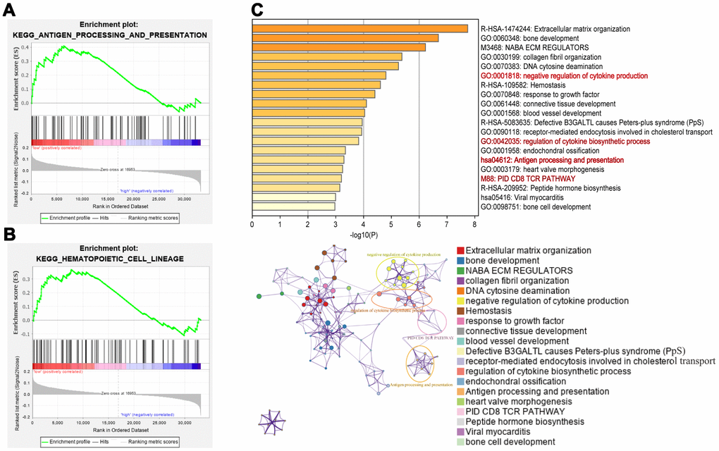 Pathway enrichment analysis of the 8-IRlncRNA signature. (A, B) Immunologic characteristics regulated via the immune-related lncRNA signature, including antigen processing and presentation (A) and hematopoietic cell lineage (B). (C) Pathways associated with the 8-IRlncRNA signature were enriched using genes which expressions were highly correlated with the 8-IRlncRNA signature by Metascape. The upper image showed the histogram of the top 20 enriched pathways associated with the 8-IRlncRNA-based signature. The abscissa was the value of -Log10P and longitudinal were different enrichment pathways, sorted by the value of -Log10P. The under image showed the network of enriched terms. Each node represented an enriched term and was colored by its cluster ID.