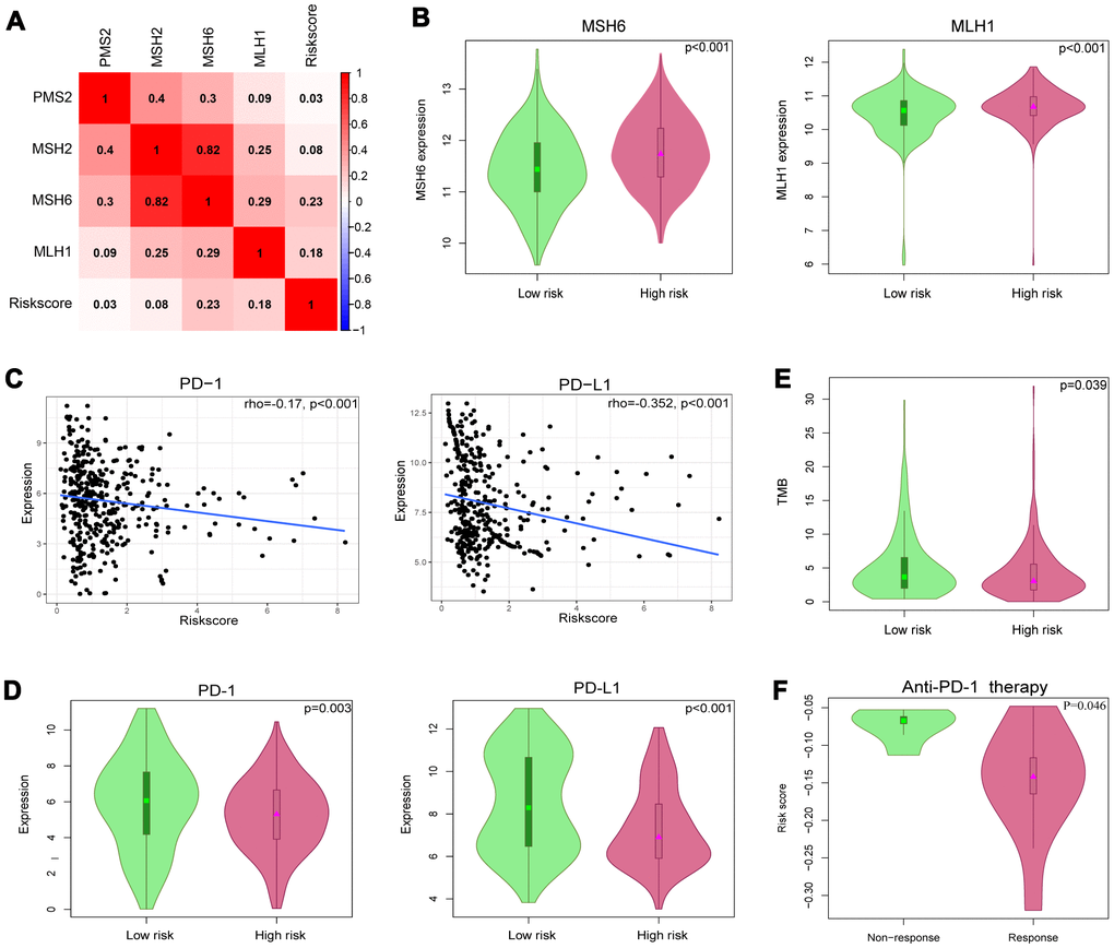 Identification of 8-IRlncRNA signature for predicting immunotherapeutic response in BLCA. (A) The relationship between the mismatch repair (MMR) genes and risk score defined by the 8-IRlncRNA signature. (B) The different expressions of MSH6 and MLH1 among risk groups as defined by the 8-IRlncRNA signature. (C) Significant association between our immune-related lncRNA signature and immune checkpoint inhibitors PD-1 and PD-L1. (D) The different expressions of PD-1 and PD-L1 among risk groups as defined by the 8-IRlncRNA signature. (E) The difference of tumor mutation burden (TMB) among risk groups as defined by the 8-IRlncRNA signature. (F) The difference of the risk score in two groups (response vs. non-response to the anti-PD-1 therapy).