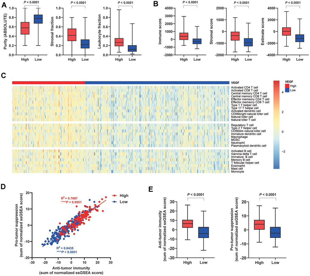 Immune cell infiltration patterns of the two VEGF score subtypes. The high VEGF score subtype showed lower tumor purity, higher stroma fraction, and higher leukocyte fraction (A). Higher immune score, stromal score, and Estimate score based on the ESTIMATE algorithm were observed in the high VEGF score subtype (B). The high VEGF score subtype had relatively higher immune cell infiltration, including cells contributing to both anti-tumor immunity and pro-tumor suppression (C). A positive association between these two categories of immune cells in the local tumor microenvironment was observed in both VEGF score subtypes (D). The high VEGF score subtype showed both higher anti-tumor immunity and pro-tumor suppression (E).