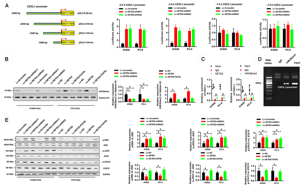 SETD2-catalyzed H3K36me3 interacts with CXCL1 promoter to regulate CXCL1 transcription. (A) A schematic diagram showing the CXCL1 promoter luciferase reporter vectors with four distinct promoter regions, which then were co-transfected with Lv-SETD2-shRNA1, Lv-SETD2-shRNA2, or Lv-Scramble into H1650 and PC-9 cells and subjected to luciferase activity assays. (B) Western blotting analyses of H3K36me3 levels upon SETD2 overexpression or depletion in H1650 and PC-9 cells. Quantitative results were indicated on the right panel. (C) ChIP-qPCR assays of SETD2 and H3K36me3 in CXCL1 gene. (D) ChIP assay of H3K36me3 in CXCL1 promoter. (E) Western blotting analyses of phosphorylated and total protein level of ERK, JAK2 and STAT3 upon SETD2 overexpression or depletion in H1650 and PC-9 cells. Quantitative results were indicated on the right panel. *PPt test.