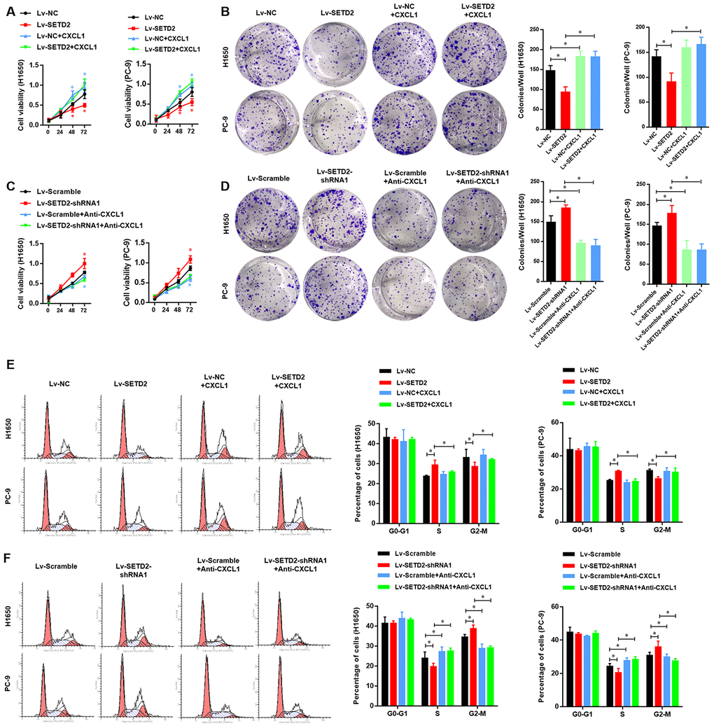 SETD2-CXCL1 axis inhibits the cell proliferation ability and cell cycle in LUAD cells in vitro. (A) Cell proliferation and colony formation assay (B) evaluated the effect of exogenous CXCL1 treatment in SETD2 overexpressed LUAD cells, compared with vector control LUADs cells. (C) Cell proliferation and colony formation assay (D) evaluated the effect of endogenous CXCL1 neutralization by Anti-CXCL1 antibody in SETD2 deficiency LUAD cells, compared with vector control LUADs cells. (E) Cell cycle analysis of the effect of exogenous CXCL1 treatment in SETD2 overexpressed LUAD cells, compared with vector control LUADs cells. (F) Cell cycle analysis of the effect of endogenous CXCL1 neutralization by Anti-CXCL1 antibody in SETD2 deficiency LUAD cells, compared with vector control LUADs cells. *P