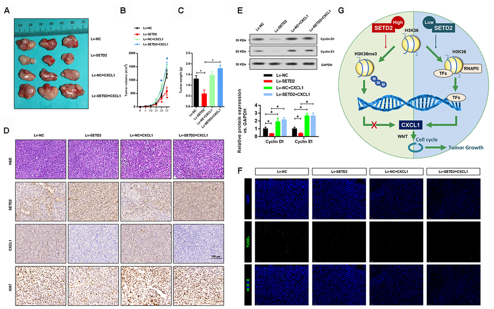 SETD2 impairs lung cancer cell growth in vivo. (A) A representative image of tumor volume of control and SETD2-overexpressing H1650 cells with or without CXCL1 overexpression. (B) Measurement of subcutaneous tumor growth of control and SETD2-overexpressing H1650 cells with or without CXCL1 overexpression. (C) Subcutaneous tumors were excised and weighed after mice were sacrificed. (D) H&E, SETD2 and CXCL1 staining of subcutaneous tumors of control and SETD2-overexpressing H1650 cells with or without CXCL1 overexpression. Scale bars: 50 μm. (E) Protein levels of G1 phase checkpoints Cyclin D1 and Cyclin E1 upon SETD2 or CXCL1 overexpression in H1650 cells generated xenograft tumors. (F) Apoptosis levels in the H1650 cells generated xenograft tumor were evaluated by TUNEL assay. (G) Graphic model of SETD2 functions in LUAD. SETD2-catalyzed H3K36me3 recruited specific transcription factors to negatively regulate CXCL1 transcription, in which activation of CXCL1 facilitated cell cycle progression, whereas inactivation of CXCL1 led to tumor growth suppression. *PP