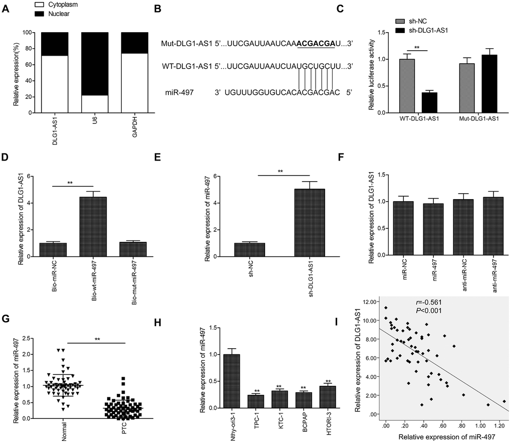 DLG1-AS1 functions as a molecular sponge for miR-497 in PTC cells. (A) The expression of DLG1-AS1 was determined in cytoplasmic and nuclear fractions of TPC-1 and B-CPAP cells. (B) The predicted binding site and mutant sites between DLG1-AS1 and miR-497 are shown. (C) Dual-luciferase reporter assay revealed that the overexpression of miR-497 negatively regulated the luciferase activity of DLG1-AS1-WT, rather than DLG1-AS1-Mut. WT: wild-type, Mut: mutant type. (D) The association between DLG1-AS1 and miR-497 was determined in TPC-1 cells by RNA pull-down assay. (E) Increased expression of miR-497 in TPC-1 cells transfected with sh-DLG1-AS1 or sh-NC. (F) The expression of DLG1-AS1 was determined in TPC-1 cells transfected with miR-497 mimics or miR-NC. (G) The expression of miR-497 is downregulated in PTC tissues as compared with that in adjacent normal tissues. (H) Quantitative real-time reverse transcription-polymerase chain reaction (qPCR) assays showing reduced expression of miR-497 in four PTC cell lines as compared with that in a normal thyroid epithelial cell line (Nthy-ori 3-1). (I) Analysis of correlation between DLG1-AS1 and miR-497 expression in PTC tissues by Pearson’s correlation. All experiments were performed in triplicate, and data are expressed as mean ± standard deviation (SD) (*P P 