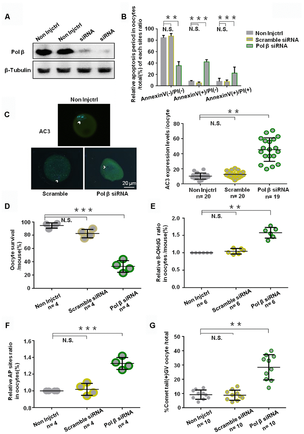 Effects of Pol β knockdown on oocytes apoptosis. (A) Western blotting analysis indicates that Pol β siRNA group have barely expression. (B) Bar graphs show a result with Annexin V/PI staining. Statistics of oocytes number per non-Injctrl/ Scramble siRNA/ Pol β siRNA oocytes including Annexin V(-)/PI(-), AnnexinV(+)/PI(+) and Annexin V(+)/PI(-). Bar graphs show Pol β siRNA group more Annexin V(+)/PI(-), more Annexin V(+)/PI(+), and less Annexin V(-)/PI(-) compared to non Injctrl/ Scramble siRNA group, (n=4 per group; n stands for the number of mice, ***PC) Impact of siRNA silencing of Pol β on genomic integrity and survival of mouse oocytes in response to genotoxic stress. In response to H2O2 treatment (250 μM), AC3 levels were higher (n stands for the number of oocytes, **P D) Survival was lower in the oocytes in which the expression of Pol β had been silenced compared to those in controls (scramble siRNA) (n stands for the number of mice, ***P E) Scatter graphs represent the 8-OHdG in oocytes, with a significant increase in Pol β siRNA oocytes compared to that in non-Injctrl/ scramble siRNA oocytes (n=6 per group; n stands for the number of mice, **PF) Scatter graphs represent the relative ratio of AP sites in oocytes, with a significant increase in Pol β siRNA oocytes compared to that in non-Injctrl/ scramble siRNA oocytes (n stands for the number of mice, ***PG) Scatter graphs represent the percentage of positive comet tail in oocytes, with a significant increase percentage of positive comet tail in Pol β siRNA oocytes compared to that in non-Injctrl/ scramble siRNA oocytes (n stands for the number of mice, **P