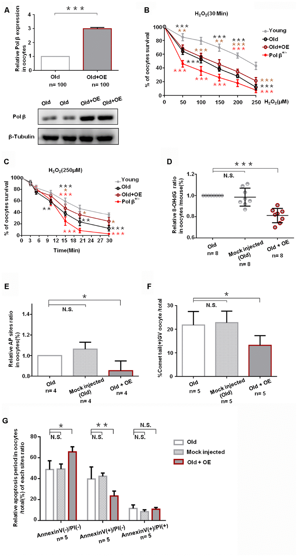 Pol β overexpression ameliorates maternal age-associated ovarian reserve exhaustion. (A) Relative Pol β gene expression levels in Pol β OE. We observed significant Pol β expression increase compared to old mice by WB and QPCR (mice aged 8 months, n stands for the number of oocytes, ***PB) Microinjection of the Pol β plasmid in response to genotoxic stress. Compared to wt (6-8 weeks), wt (8 months) / Pol β OE (8 months) / Pol β+/- (6-8 weeks) oocyte after treatment with different H2O2 concentrations at 30 minutes exhibited different survival. We observed a significant increase in survival in overexpressed oocytes compared to old mice (***PC) Microinjection of the Pol β plasmid in response to genotoxic stress. Compared to wt (6-8 weeks), wt (8 months) / Pol β OE (8 months) / Pol β+/- (6-8 weeks) oocyte after treatment with the same H2O2 concentration exhibited different survival. We observed a significant increase in survival in overexpressed oocytes compared to old mice (*PD) Scatter graphs represent the 8-OHdG in oocytes, with a significant decrease in Pol β OE oocytes compared to that in old/ mock injected oocytes (n=8 per group; n stands for the number of mice, ***PE) Bar charts represent the relative ratio of AP sites in oocytes, with a significant decrease in Pol β OE oocytes compared to that in old/ mock injected oocytes (n stands for the number of mice, *PF) Bar charts represent the percentage of positive comet tail in oocytes, with a significant decrease percentage of positive comet tail in Pol β OE oocytes compared to that in old/ mock injected oocytes (n stands for the number of mice, *PG) Bar charts show an result with Annexin V/PI staining. Statistics of oocytes number per old/ mock injected/ Pol β OE oocytes including Annexin V(-)/PI(-), AnnexinV(+)/PI(+) and Annexin V(+)/PI(-). Bar charts show Pol β OE oocytes more Annexin V(-)/PI(-), and less Annexin V(+)/PI(-) compared to that in old/ mock injected oocytes except Annexin V(+)/PI(+) (n=5 per group; n stands for the number of mice, *P