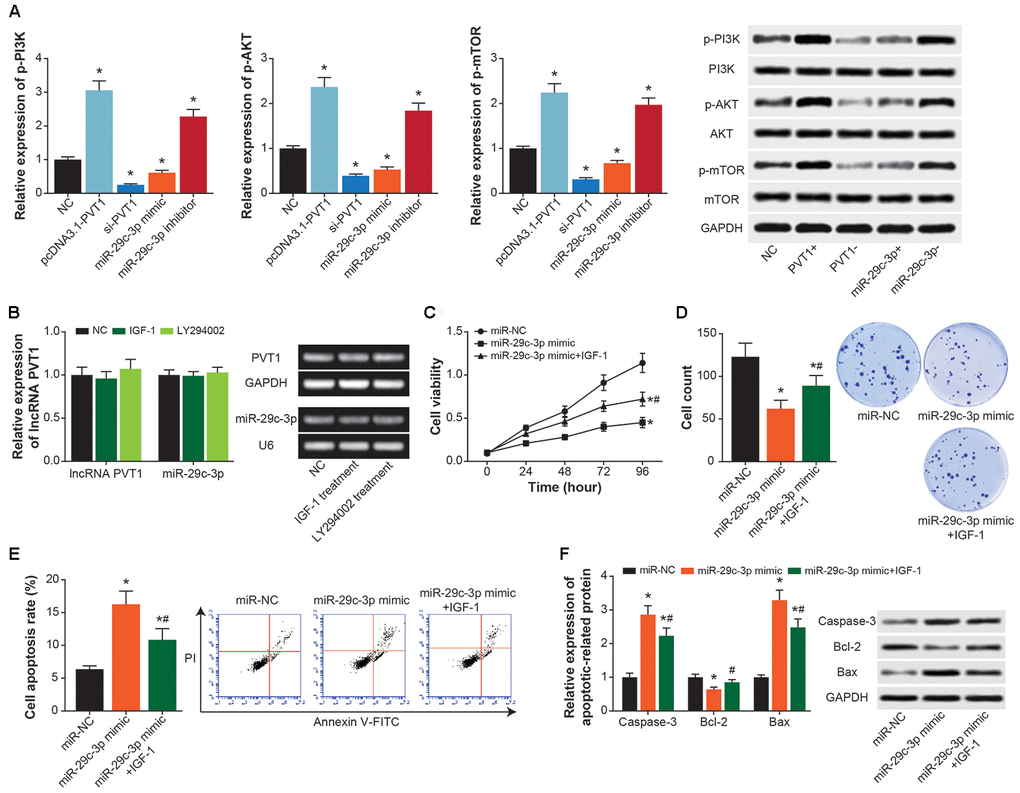 PI3K/AKT/mTOR signaling mediated the impact of PVT1/miR-29c-3p axis on ASMC activity. (A) Expressions of p-PI3K, PI3K, p-AKT, AKT, p-mTOR and mTOR were determined within ASMCs that were treated by none, pcDNA3.1-PVT1, si-PVT1, miR-29c-3p mimic and miR-29c-3p inhibitor. *: PB) Expressions of PVT1 and miR-29c-3p were assessed in ASMCs managed by IGF-1 and LY294002. *: PC–E) Viability (C), proliferation (D) and apoptosis (E) of ASMC were appraised among miR-NC, miR-29c-3p mimic and miR-29c-3p mimic+IGF-1 groups. *: PPF) Expressions of apoptins were measured within ASMCs of miR-NC, miR-29c-3p mimic and miR-29c-3p mimic+IGF-1 groups. *: PP