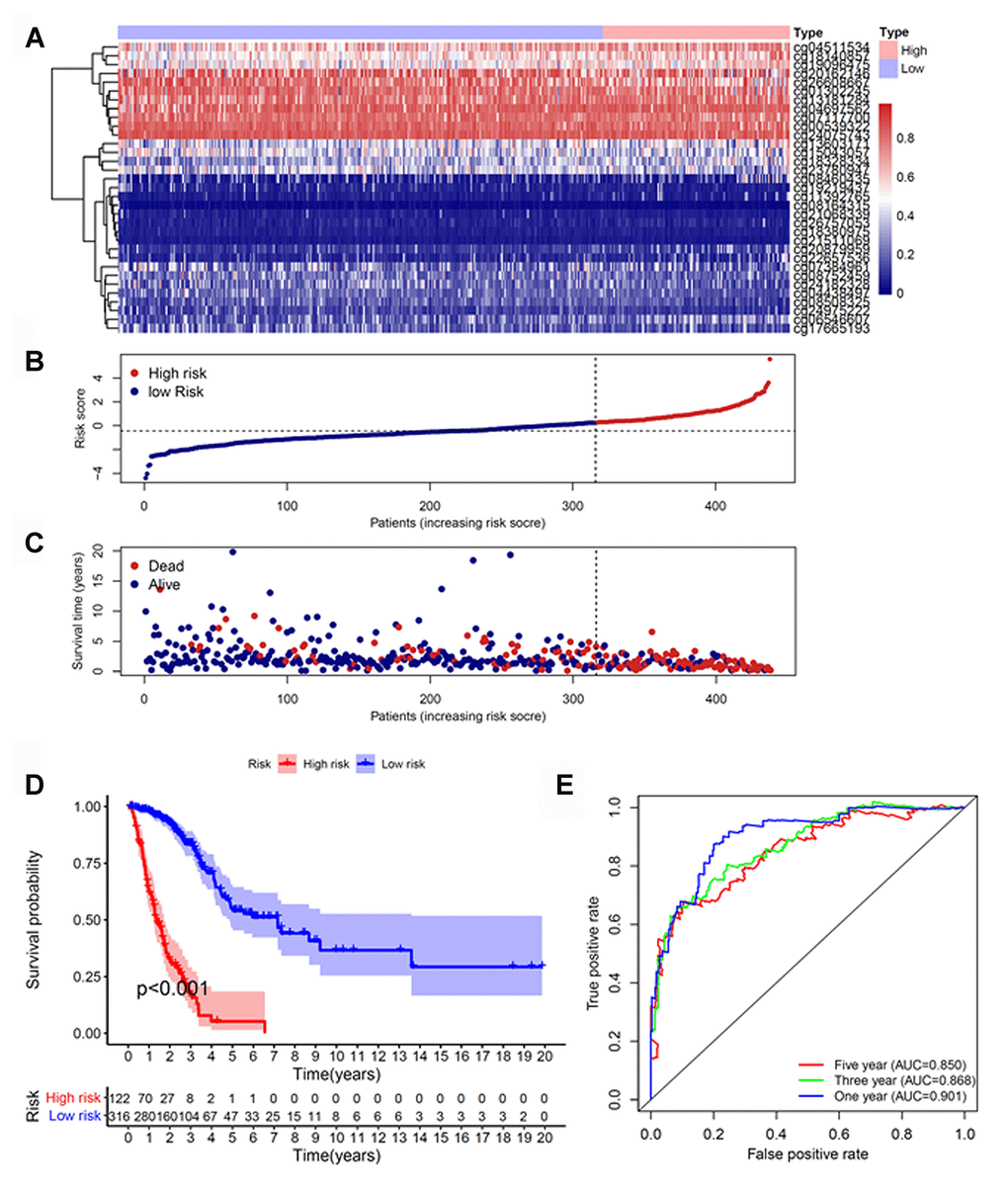 Construction of the prognostic methylation model for patients with LUAD. (A) The clustering analysis heatmap of methylation profile in DNA methylation signature sites. (B) The distribution of DNA methylation-based risk score. (C) Vital status of patients in the high- and low-risk groups. (D) Kaplan–Meier survival curves of the relative overall survival of patients in the high- and low-risk groups. (E) Accuracy of the prognostic model in predicting survival time by time-dependent ROC curve analysis. LUAD, lung adenocarcinoma; ROC, receiver operating characteristic.