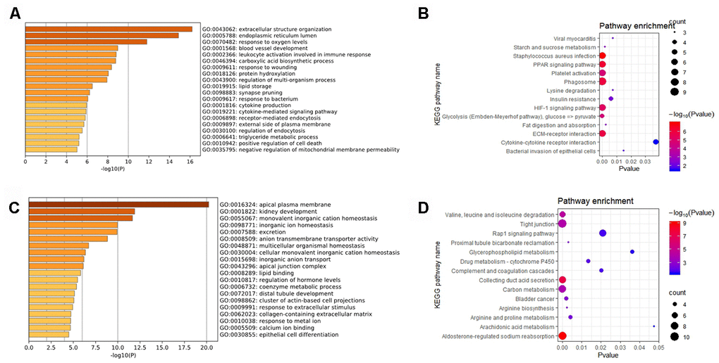 Results of DEGs for the GO and KEGG pathway analysis. (A) The enriched GO biological processes and (B) KEGG pathways of the significant upregulated DEGs; (C) The enriched GO biological processes and (D) the KEGG pathways of significant downregulated DEGs.