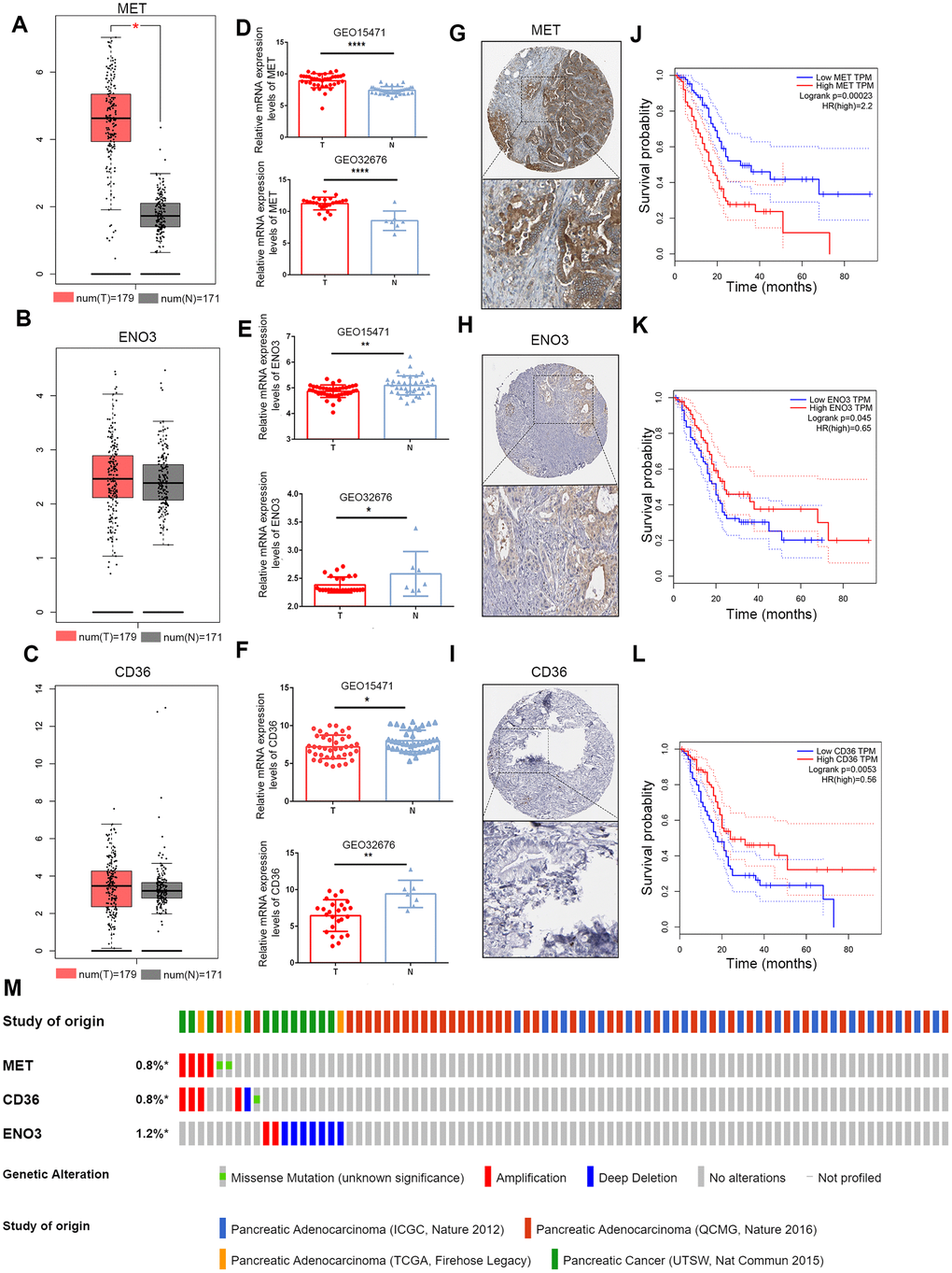 Validation of expression and alteration of the three genes in pancreatic cancer. (A–C) The MET, CD36 and ENO3 mRNA expression levels in TCGA pancreatic cancer tumor tissue and matching normal tissue from data on TCGA and GTEx. Data were obtained from the GEPIA (http://gepia.cancer-pku.cn/). (D–F) The MET, CD36 and ENO3 mRNA expression levels in GEO32676 and GEO15471 pancreatic cancer tumor tissue compared with non-tumor tissues. (G–I) The representative protein expression of the 3 glycolysis and lipid metabolism-based genes in pancreatic cancer tumor tissue. Data were obtained from the human protein atlas (https://www.proteinatlas.org/). (J–L) Survival analysis of patients with PAAD in terms of MET, CD36 and ENO3 in TCGA patients. (M) Genetic alterations of the three genes in the ICGC, QCMG, TCGA and UTSW pancreatic cancer datasets. Data were obtained from the cBioportal (https://www.cbioportal.org/).