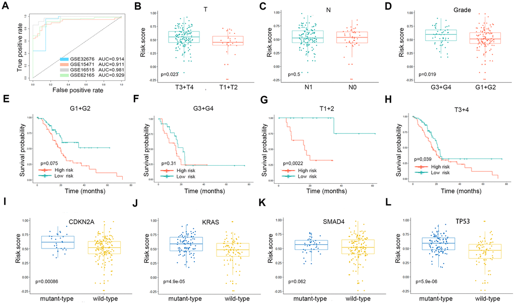 (A) The ROC curves of the risk scores differentiating pancreatic cancer from normal tissues in the four validation GEO datasets. The clinical and tumor mutation relevance of the three gene signatures. (B–D) The distribution of the risk scores in different AJCC stages in the TCGA cohort. (E–H) The Kaplan-Meier plot (low risk- score vs. high risk- score) of 5-year overall survival in patients in the TCGA cohort. (I–L) The expression level of the risk score in different mutation statuses of KRAS, TP53, CDKN2A, and SMAD4 in the TCGA dataset.