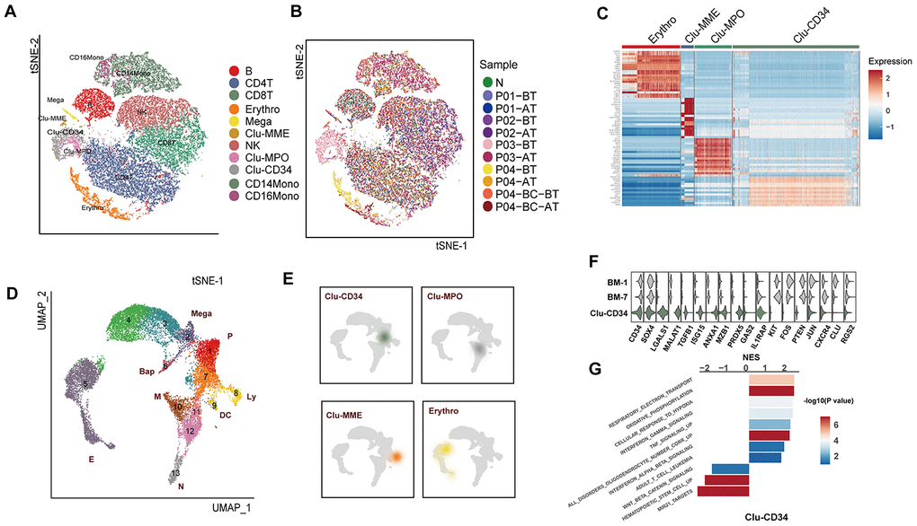 Comparison of the primitive stem/progenitor populations in peripheral blood with the healthy BM components. (A) TSNE plot for the resultant 11 clusters identified based on single cell RNA sequencing. The total number of cells is 41,723. Clusters are highlighted by different colors, and the number of cells in each cluster is listed in Supplementary Table 2. (B) TSNE plot of all cells. Colors indicate sample origin. (C) Heatmap showing the expression profiles of the four primitive clusters identified in peripheral blood. Expression of the scaled value of the top 30 significant marker genes in each cluster are shown. (D) UMAP plot displaying the resultant clusters identified in healthy Lin- bone marrow datasets [15]. The total number of cells is 15,253. Colors indicate clusters, and lineage destinations are labeled. P, early progenitor cells; Meg, megakaryocytes; (E) erythroid cells; BaP, basophil progenitors; N, neutrophils; M, monocytes; DC, dendritic cells; Ly, lymphoid cells. (E) Kernel density plot showing the projection result of the four primitive clusters identified in peripheral blood onto the BM reference map. (F) Violin plot showing the expression distribution of selected genes in Clu-CD34 in comparison with BM-1 and BM-7. (G) Bar plot displaying the GSEA result on the ordered expression profiles in Clu-CD34. X-axis indicates the normalized enrichment score (NES) and colors indicate the -log10(P value).