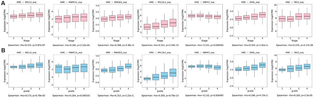 Box diagrams of target RBPs across different grades and AJCC stages in the TISIDB online database. (A) Box diagram showing the expression level of target RBPs in different tumor grades. (B) Box diagram showing the expression level of target RBPs in different AJCC stages.