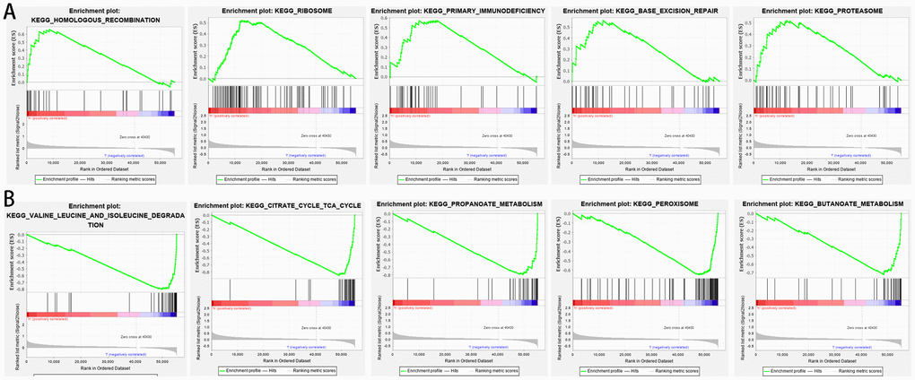 Gene set enrichment analysis between high- and low-risk groups based on the prognostic risk model. (A) High-risk group. (B) Low-risk group.