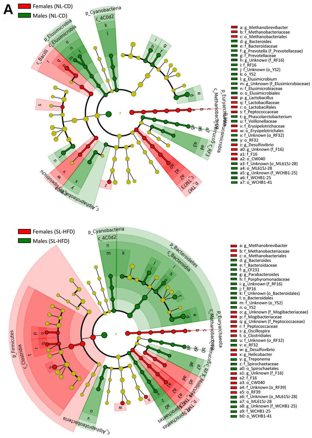 LEfSe analysis between sexes under normal feeding and overfeeding conditions in intact animals (A). Cladogram representing the taxonomic hierarchical structure of the identified differences between genders using Linear discriminant analysis effect size (LEfSe). Each filled circle represents one phylotype. Red denotes bacterial taxa statistically overrepresented in females; green denotes bacterial taxa overrepresented in males. Phylum and class are indicated by their names on the cladogram and the order, family, or genus are given in the key.