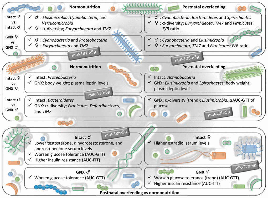 Impact of gonadal hormone depletion, alone or combined with postnatal overfeeding, on the sex-differences in gut microbiota, subsequent metabolic alterations and potential miRNAs involved. Upper panel: gender differences in intact and gonadectomized animals. GNX, gonadectomized animals. The bacterial taxa indicated are more abundant in the gender shown by the symbol. Intermediate panel: impact of depletion of gonadal hormones. The variables indicated are more abundant in the animal model shown (intact or GNX animals). ΔAUC, delta area under the curve. GTT, glucose tolerance test. Lower panel: effect of postnatal overfeeding on intact and gonadectomized animals (in this panel, text refers to effect found in postnatal overfeeding as compared with normonutrition). ITT, insulin tolerance test. miRNAs shown are putatively involved in the dialogue between gut microbiota and host organism in response to changes in sex hormones and nutritional status, and related with the insulin signaling pathway, steroid biosynthesis, the estrogen signaling pathway, adherens junctions and progesterone-mediated oocyte maturation.