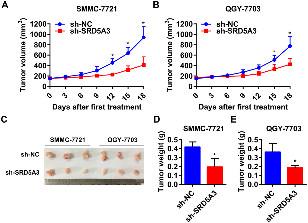 Down-regulation of SRD5A3 suppresses HCC cell growth in vivo. (A, B) Growth curve of the xenograft tumors (two-way ANOVA analysis). (C, D) Images and weight of xenograft tumors in sh-SRD5A3 and sh-NC groups (unpaired t-test). Three mice per group. NC, negative control. Error bar, mean with standard deviation. *, P value 